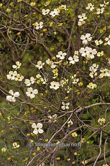 cornus florida 4 graphic